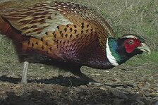 pheasant 1.jpg